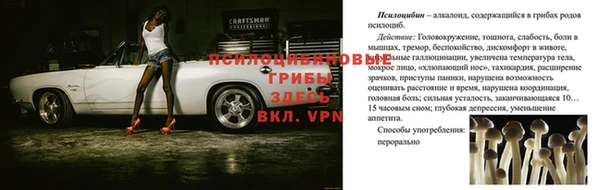 прущие грибы Каменногорск
