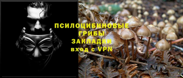 прущие грибы Каменногорск